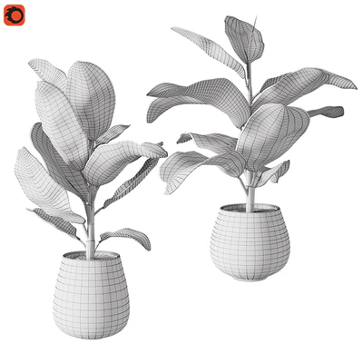 Set of plants ficus rubbery — Ver 4