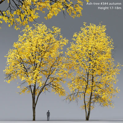 Autumn Ash | Ash-tree autumn # 3 4 (17-18m) — Ver 1