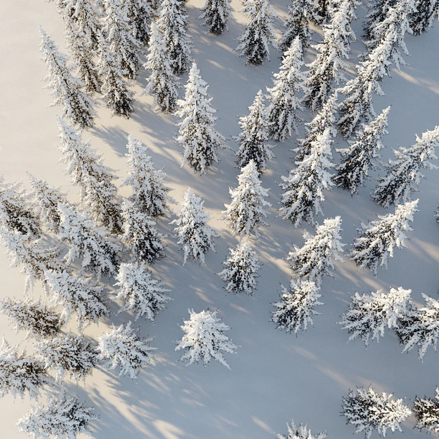 Winter Norway Spruce 02 — Descargar