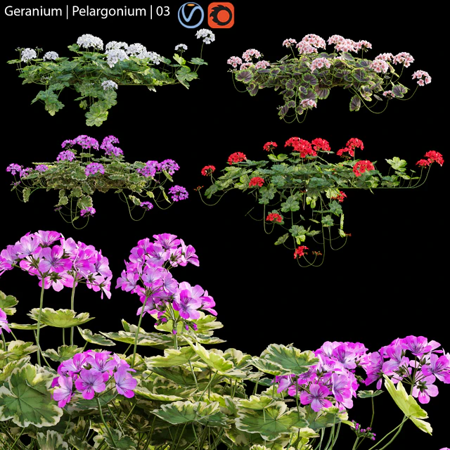 Pelargonium | Geranium 03 — Descargar