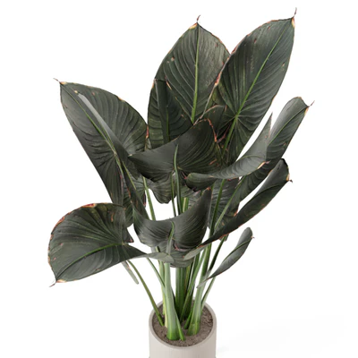 Indoor Plants in Ferm Living Bau Pot Large - Set 555 — Вид 6