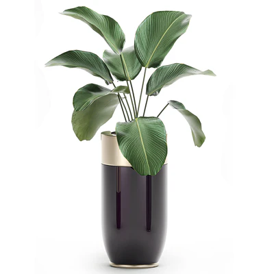 Collection of plants in beautiful Godwin Longhi pots with Palm, Cactus, Calathea lutea, Hovea, Prickly pear . Set 704. — Ver 4