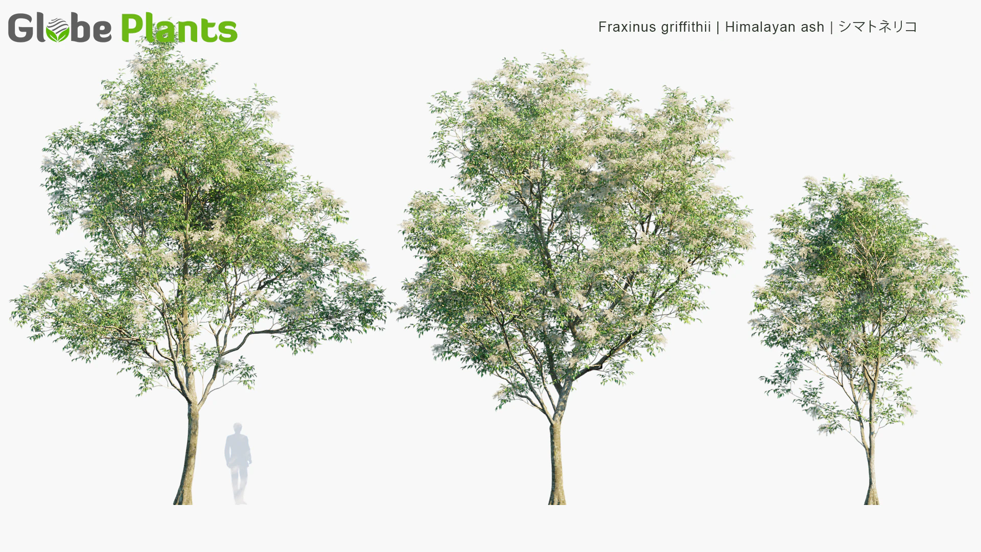 fraxinus griffithii — Download