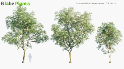 fraxinus griffithii — download