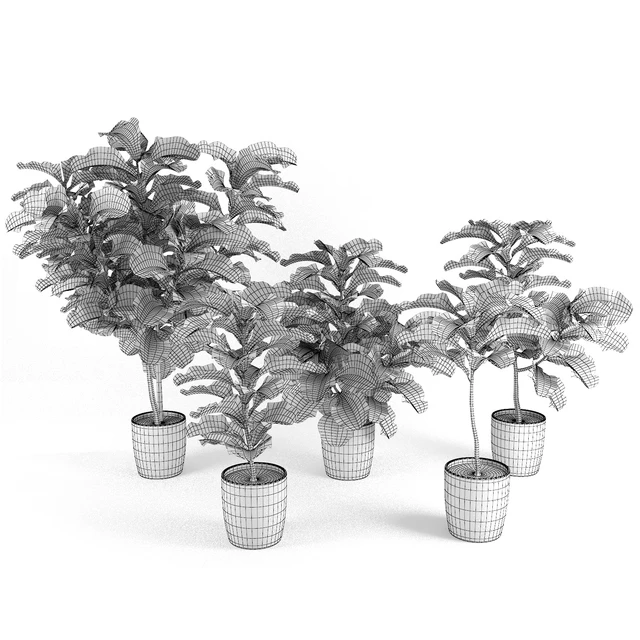 Ficus Lyrata — Descargar