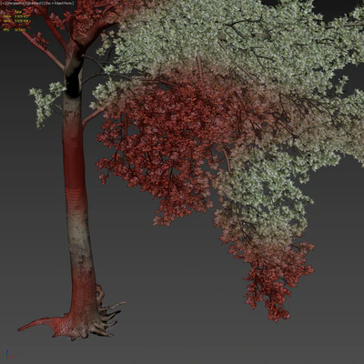 Платан / Sycamore / Platanus #20 — Вид 4
