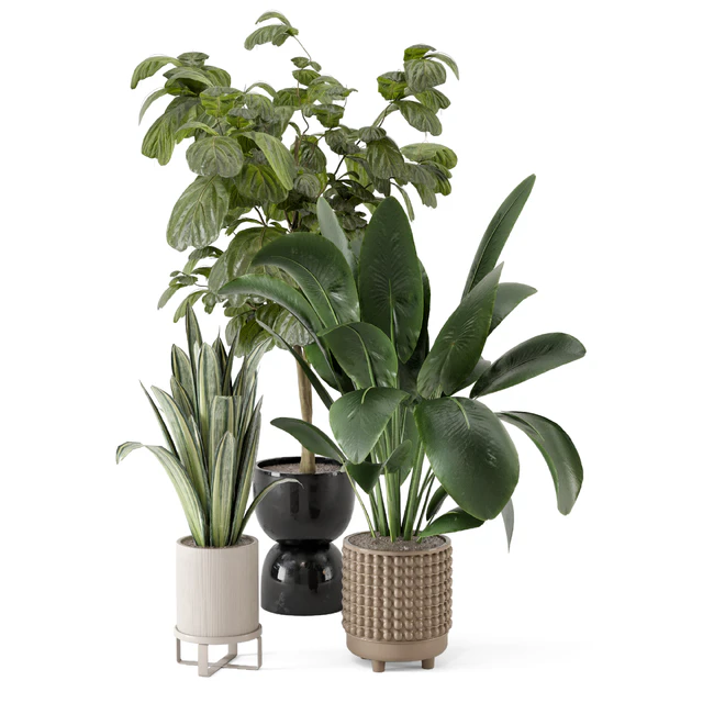 Indoor Plants in Ferm Living Bau Pot Large - Set 1044 — Descargar