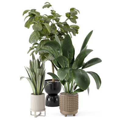 Indoor Plants in Ferm Living Bau Pot Large - Set 1044 — Ver 4