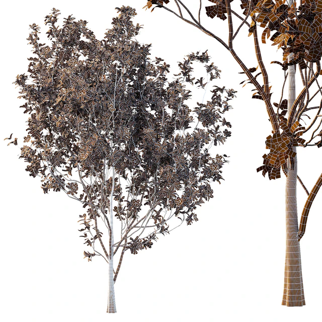 Tibouchina Semidecandra Tree06 — Download