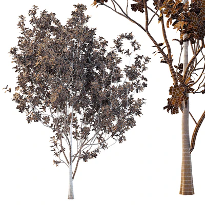 Tibouchina Semidecandra Tree06 — View 6