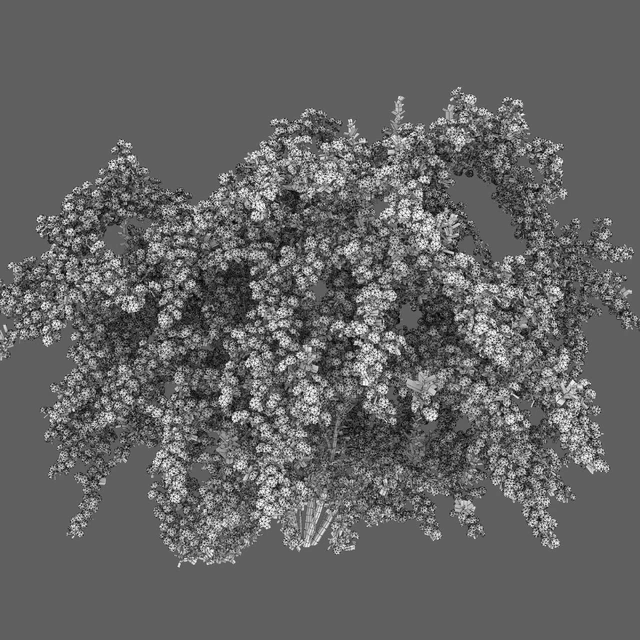 Spiraea Vanhouttei — Скачать