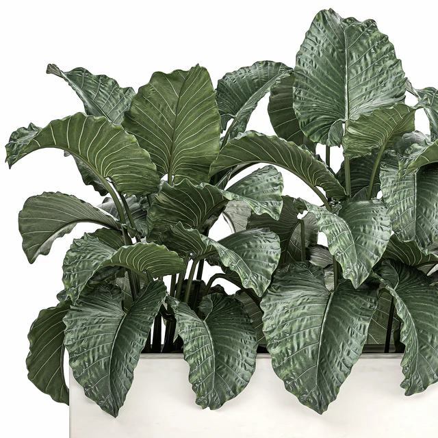 Exotic decorative lush thickets of Alchemy bushes in a white pot flowerbed. Set 507. — Descargar