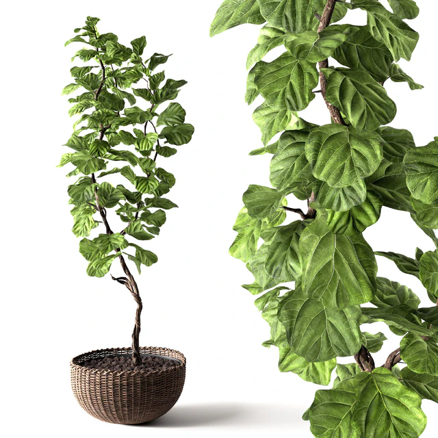 Ficus Lyrata — Descargar