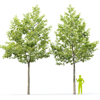 Sycamore / Platanus #22 — Ver 5