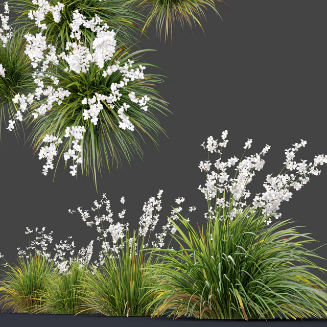 Libertia formosa — Descargar