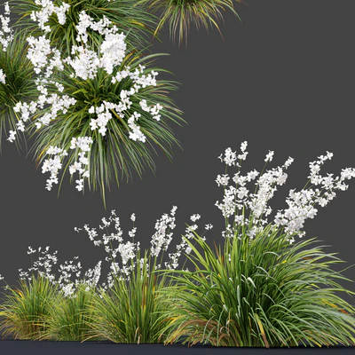 Libertia formosa — Ver 3