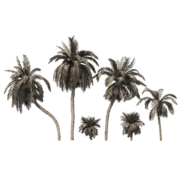 6 Arbian Date Palm Trees — Descargar