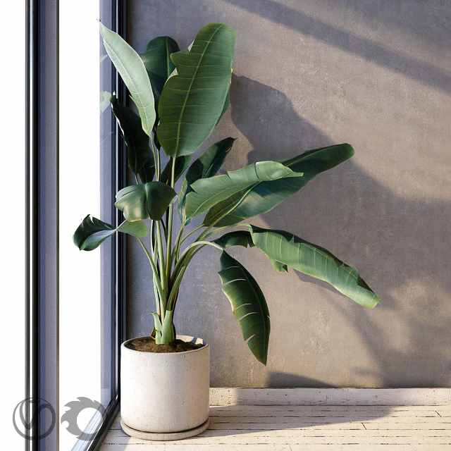 Plant Strelizia in a concrete pot — Descargar