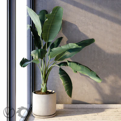 Plant Strelizia in a concrete pot — Ver 3