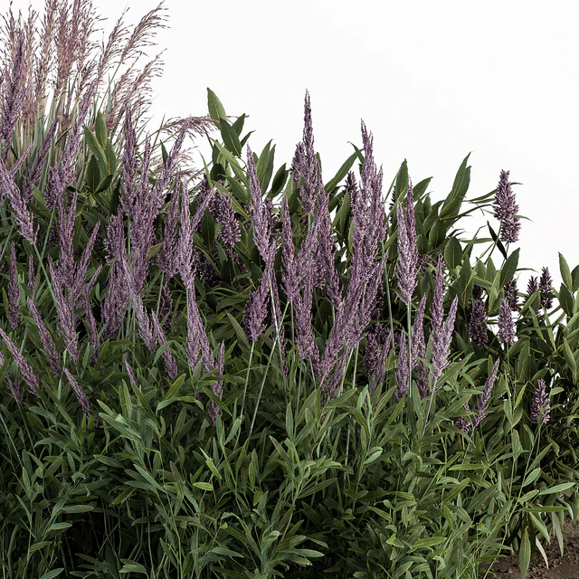 Garden Set Lavender Bush Plants - Outdoor Plants Set 413 — Скачать