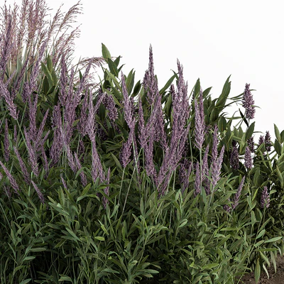 Garden Set Lavender Bush Plants - Outdoor Plants Set 413 — Вид 2