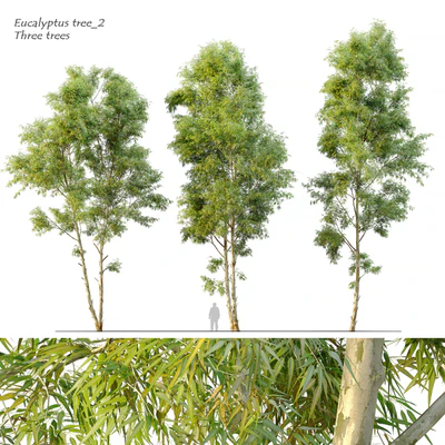 Eucalyptus 2 — Вид 1