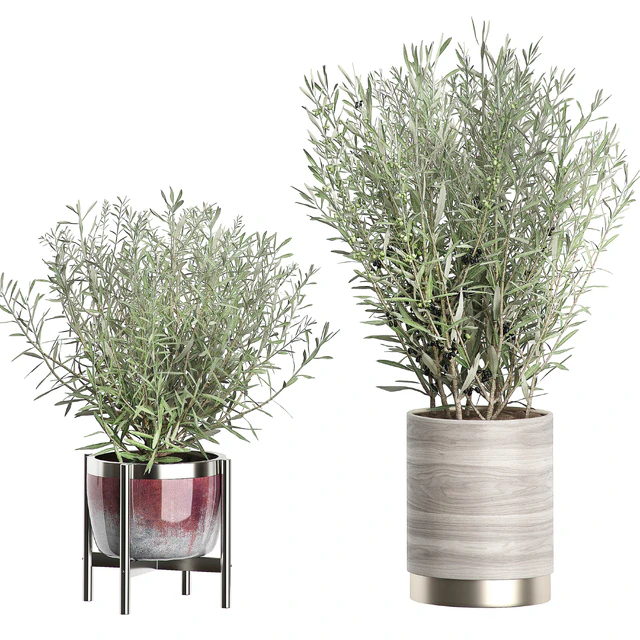 INTERIOR OLIVE TREE PACK 66 — Скачать