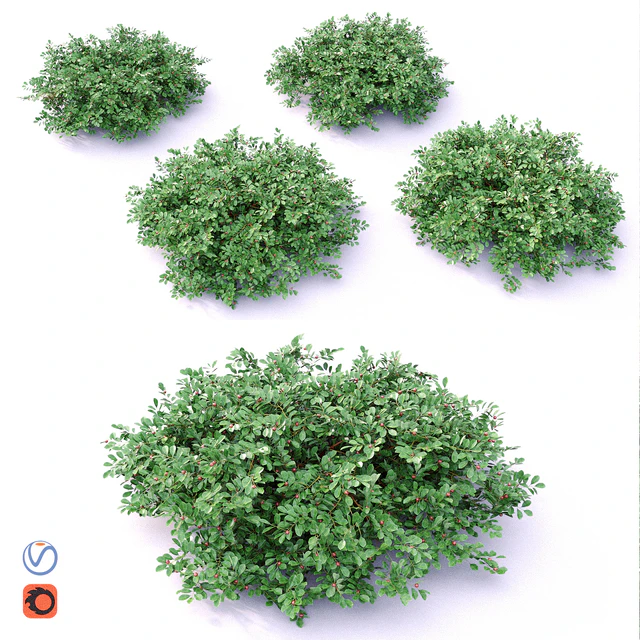 Cotoneaster — Скачать