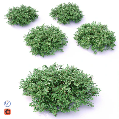 Cotoneaster — Вид 1