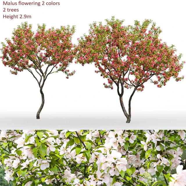 Malus flowering #7 — Скачать