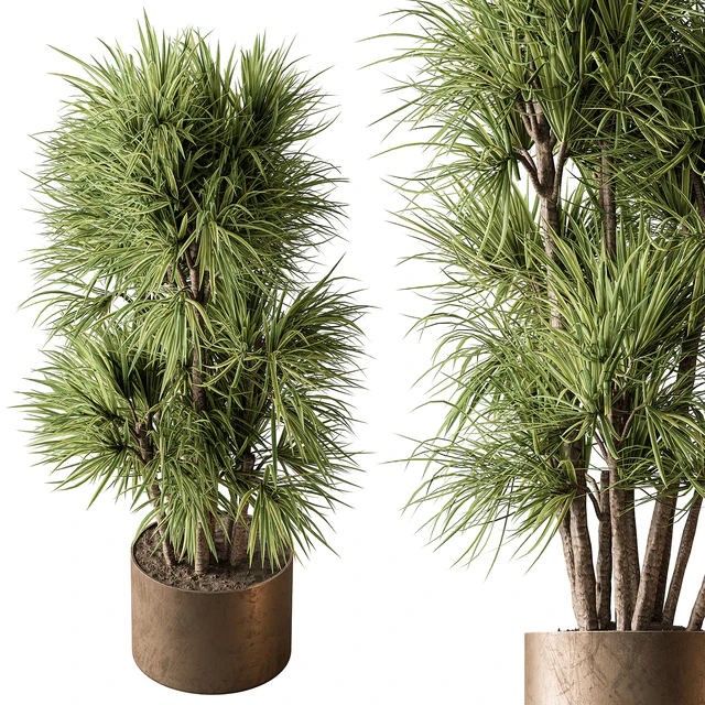 Indoor Plant 609 - Yuka Plants — Descargar