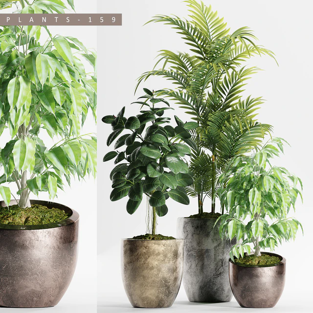 PLANTS 159 — Descargar