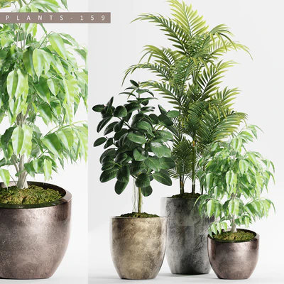 PLANTS 159 — Ver 1