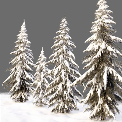 Winter norway spruce — Вид 5
