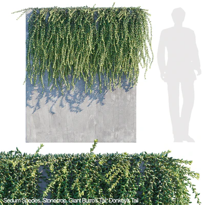 Donkey tail | Burro tail succulent creeper — Скачать
