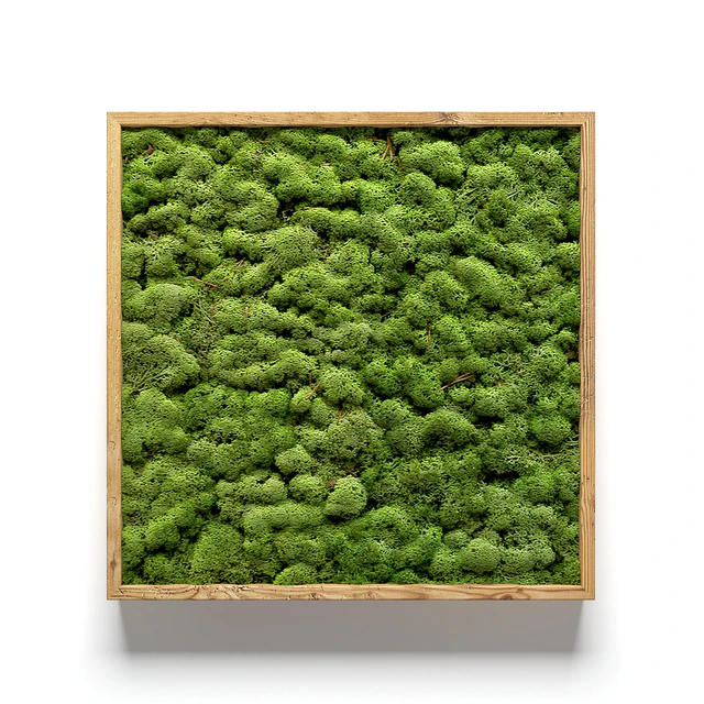 Framed moss — Descargar