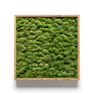 Framed moss — Ver 5