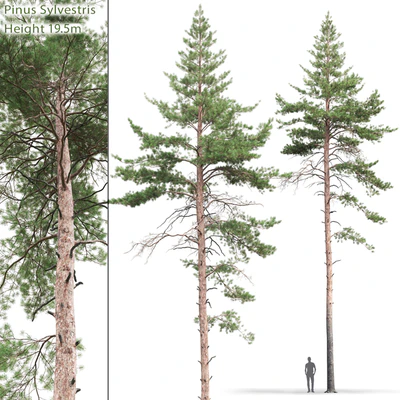 Pine — Вид 1