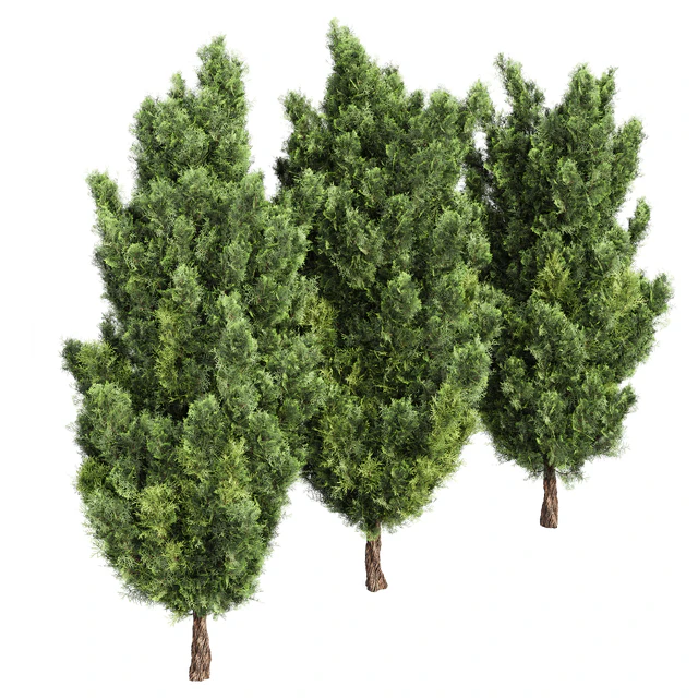 Italian Cypress High details Tree — Скачать