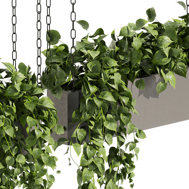 Collection plant vol 470 - ampelous - hanging - pothos — Скачать