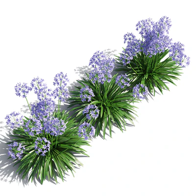 Agapanthus — Ver 3