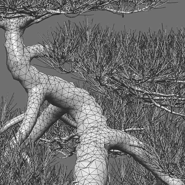 Pine bonsai 03 — Descargar