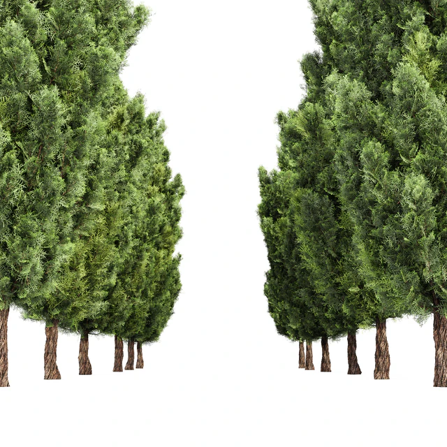 Italian Cypress High details Tree — Скачать