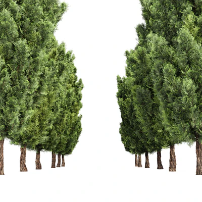 Italian Cypress High details Tree — Вид 3