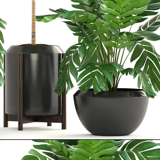Декоративные пальмы 167. Chamaedorea elegans, Хамедорея изящная, куст, горшок, цветок, пальма, вазон, интерьерная — Скачать
