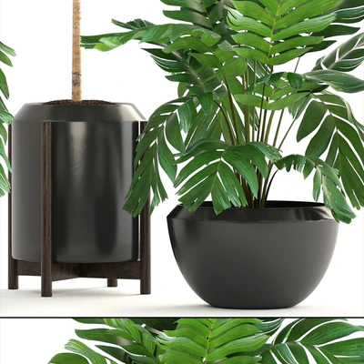 Декоративные пальмы 167. Chamaedorea elegans, Хамедорея изящная, куст, горшок, цветок, пальма, вазон, интерьерная — Вид 2