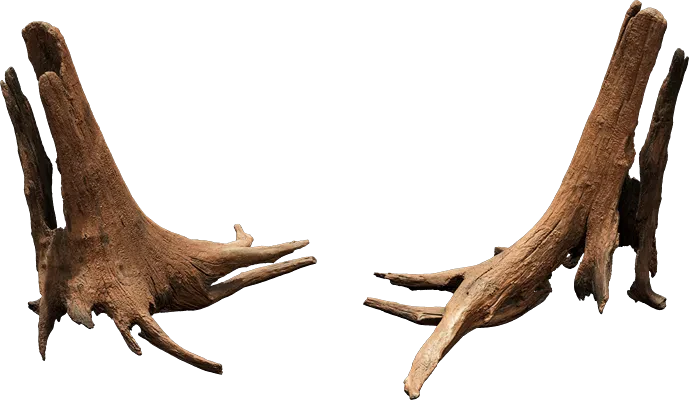 driftwood trunk 001 — Скачать