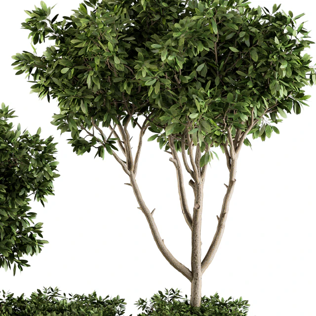 Garden set bush and Tree - Garden Set 07 — Descargar