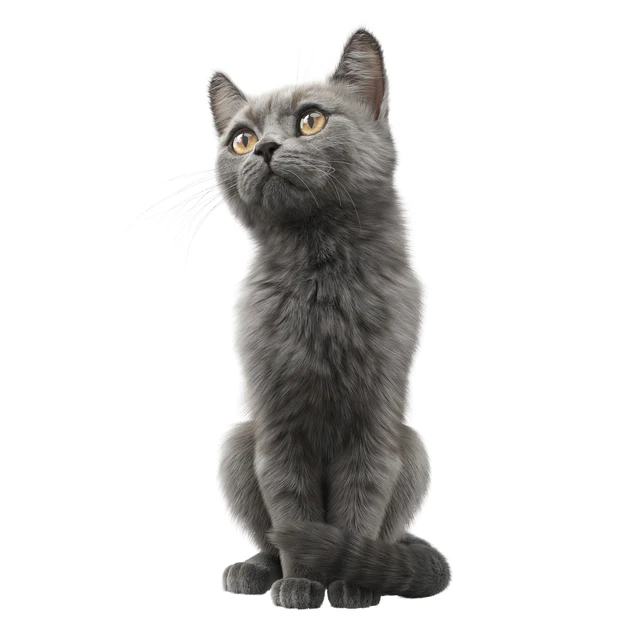 CAT FEDOR Corona — Descargar