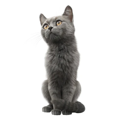 CAT FEDOR Corona — Ver 6